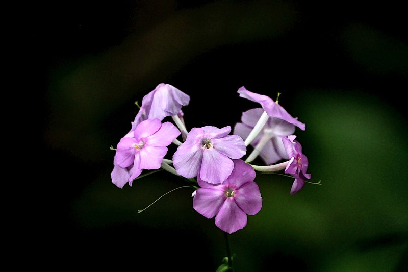 Wild Orchid- 00